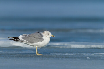 Stormmeeuw, Common Gull, Larus canus
