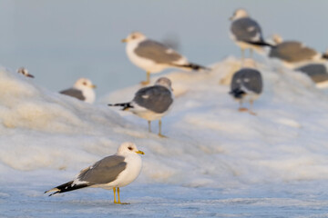 Stormmeeuw, Common Gull, Larus canus