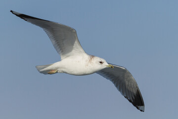 Fototapeta na wymiar Stormmeeuw, Common Gull, Larus canus