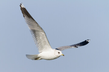 Stormmeeuw, Common Gull, Larus canus