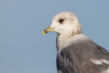 Stormmeeuw, Common Gull, Larus canus