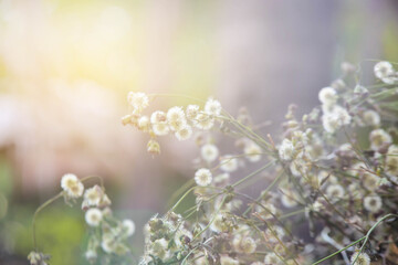 flowers in the grass