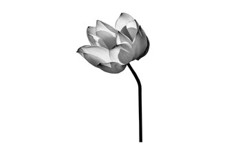 Lotus flower black and white isolated on white background with Clipping Paths.