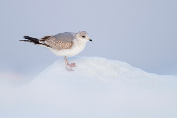 Stormmeeuw, Common Gull, Larus canus