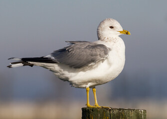 Stormmeeuw, Common Gull, Larus canus