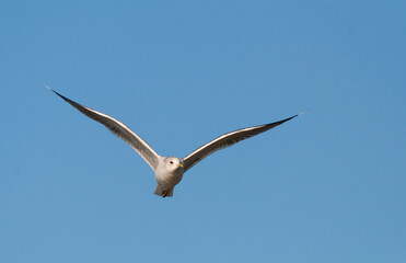 Stormmeeuw, Common Gull, Larus canus canus