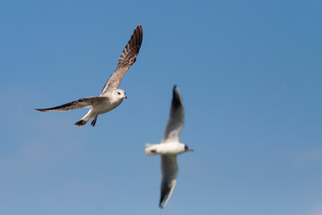 Stormmeeuw, Common Gull, Larus canus canus