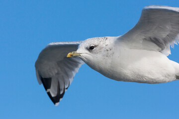 Stormmeeuw, Common Gull, Larus canus canus