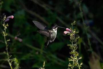 Fototapeta na wymiar Costa's Hummingbird (Calypte costae) Final Feeding at Dusk