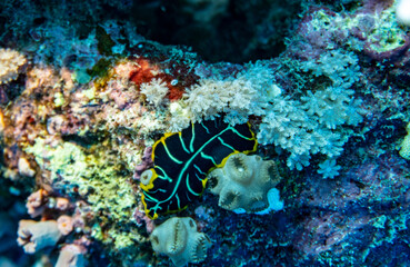 bright beautiful fish of the Red Sea in a natural environment on a coral reef