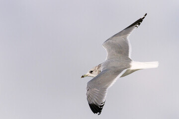 Stormmeeuw, Common Gull, Larus canus canus