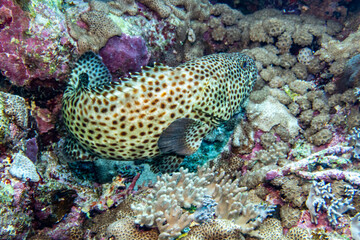 bright beautiful fish of the Red Sea in a natural environment on a coral reef