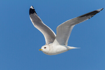 Fototapeta premium Stormmeeuw, Mew Gull, Larus Canus