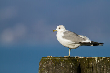 Stormmeeuw, Mew Gull, Larus Canus