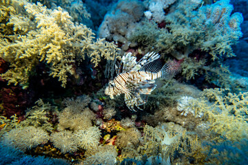 Naklejka na ściany i meble bright beautiful fish of the Red Sea in a natural environment on a coral reef