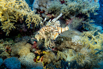 bright beautiful fish of the Red Sea in a natural environment on a coral reef