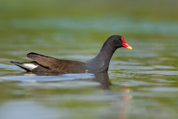 Waterhoen, Common Moorhen, Gallinula chloropus