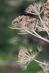 nature flower background. Daucus dry grass in a field in the wind in autumn close up. card concept.