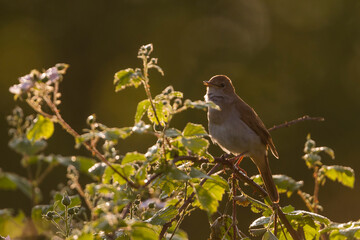 Nachtegaal, Common Nightingale, Luscinia megarhynchos