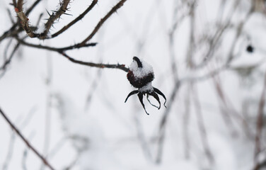  Trees in the snow. White background. Dry berries in the snow