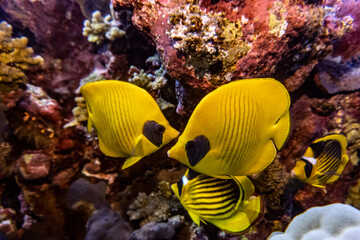 bright beautiful fish of the Red Sea in a natural environment on a coral reef