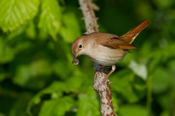 Nachtegaal, Common Nightingale, Luscinia megarhynchos