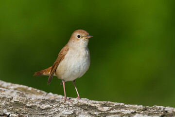 Nachtegaal, Common Nightingale, Luscinia megarhynchos