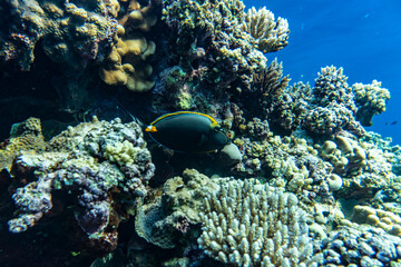 bright beautiful fish of the Red Sea in a natural environment on a coral reef