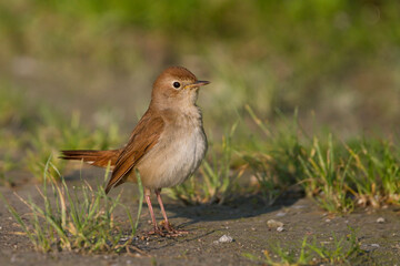 Nachtegaal, Common Nightingale, Luscinia megarhynchos