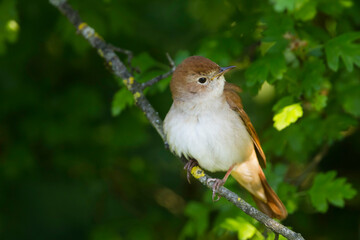Nachtegaal, Common Nightingale, Luscinia megarhynchos