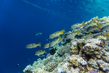 bright beautiful fish of the Red Sea in a natural environment on a coral reef