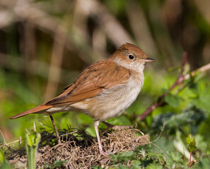 Nachtegaal, Common Nightingale, Luscinia megarhynchos