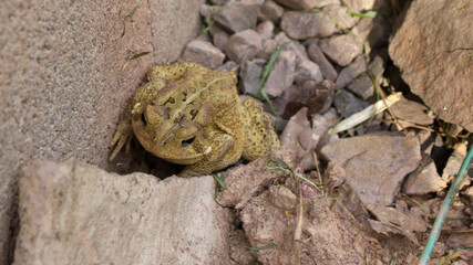 Toad in the Rocks
