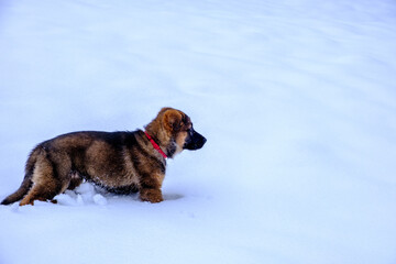 Cucciolo di Pastore Tedesco nella neve