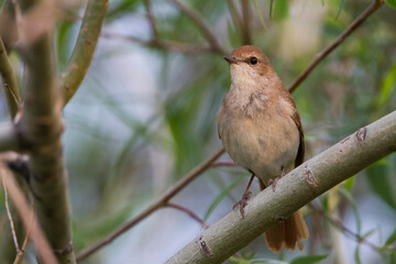 Oosterse Nachtegaal; Eastern Nightingale; Luscinia megarhynchos ssp. golzii