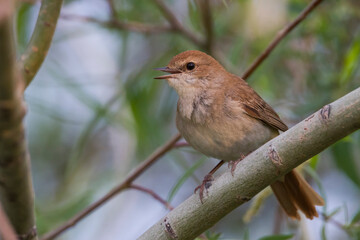 Nachtegaal; Eastern Nightingale; Luscinia megarhynchos ssp. golzii