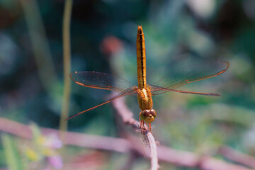 dragonfly on a branch