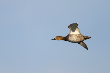 Tafeleend, Common Pochard, Aythya ferina