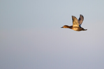 Tafeleend, Common Pochard, Aythya ferina