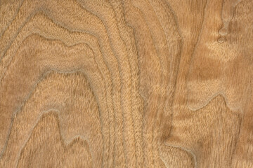 background and texture of wood veneer - walnut tree