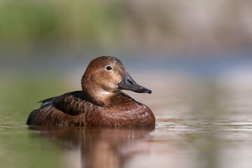 Tafeleend, Common Pochard, Aythya ferina