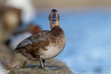 Tafeleend, Common Pochard, Aythya ferina