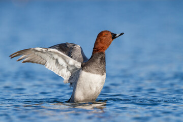 Tafeleend, Common Pochard, Aythya ferina