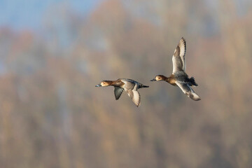 Tafeleend, Common Pochard, Aythya ferina