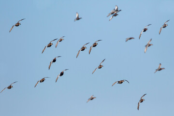 Tafeleend, Common Pochard, Aythya ferina