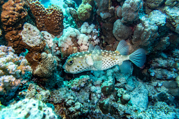 bright beautiful fish of the Red Sea in a natural environment on a coral reef