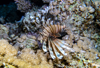 bright beautiful fish of the Red Sea in a natural environment on a coral reef