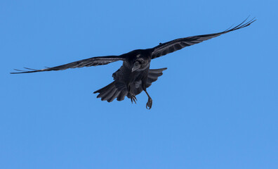 Raaf, Common Raven, Corvus corax