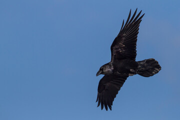 Common Raven, Raaf, Corvus corax ssp. corax