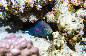 Fototapeta na wymiar bright beautiful fish of the Red Sea in a natural environment on a coral reef